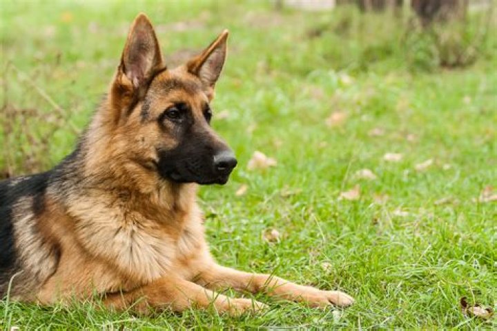 Alex Ishchenko Biography, Age, Height, Wife, Net Worth, Family